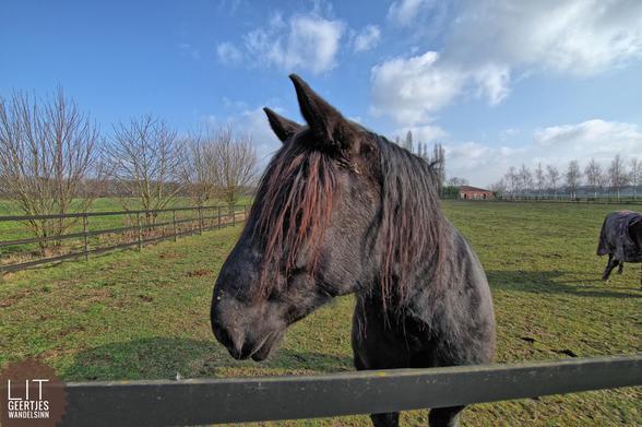 Ein braunes Pferd hinter einem Zaun schaut. Seinen Kopf sieht man im Profil. Seine Mähne verdeckt sein linkes Auge. Die Ohren sind gespitzt. Grüne Weide mit kleinen Bäumen ringsrum. Blauer Himmel mit weißen Wolken.