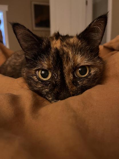An old tortie cat is lying on a bed, staring at the viewer. She has very striking markings on her face and big beautiful eyes brimming with unconditional love (but could probably use a snack tbh).