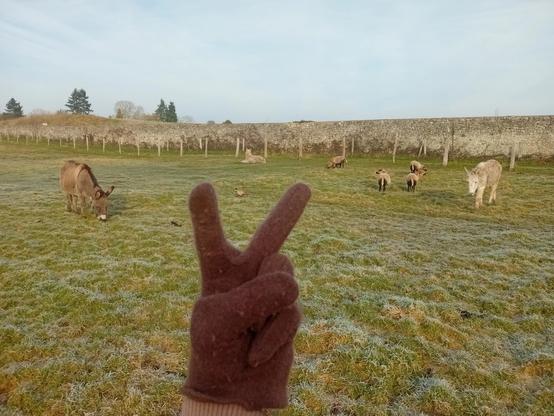 On dirait pas mais je fais le signe de la victoire devant 3 ânes, 4 moutons et un faisan (c'est une sorte d'oiseau, on aime bien les oiseaux ici, il est entre mes deux doigts, il passait par là) - 15 février 2025