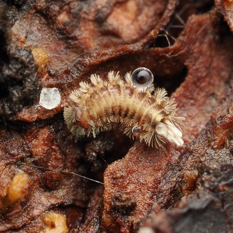 A short, stubby millipede covered in soft-looking bristles turns to the left as it walks across the surface of a piece of wood. It has a single water droplet suspended on top of its bristles, which is about a quarter of its size.