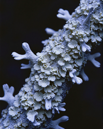 A close-up of delicate, pale lichen with intricate floral-like formations growing along a textured branch. The organic forms contrast against a dark background, evoking a surreal, dreamlike quality.