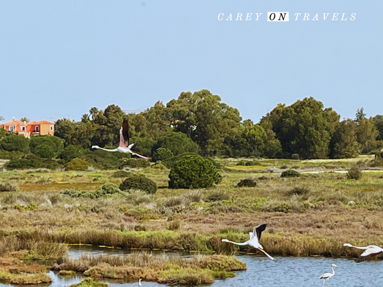 Flamingos flying in Rio Formosa Nature Park