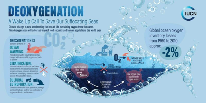 This infographic highlights the primary causes:

🔥 Ocean Warming: Warmer water holds less oxygen, leaving marine life vulnerable.
🌊 Stratification: Reduced vertical mixing means less oxygen exchange between the ocean and atmosphere.
💧 Eutrophication: Nutrient overload from rivers leads to excessive oxygen consumption, leaving oxygen-deficient areas near the sea bed.