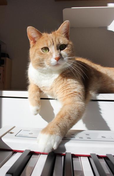 Un chat roux et blanc qui touche un piano avec sa patte. Il a un regard malicieux et de longues moustaches blanches. Il est éclairé par le soleil qui provient d'une fenêtre sur la droite. Il semble un peu joueur et espiègle. Ses oreilles sont pointées vers le haut comme s'il voulait attraper quelque chose. C'est parce que j'agite un petit jouet pour qu'il regarde l'objectif et ne bouge pas trop pour la photo.