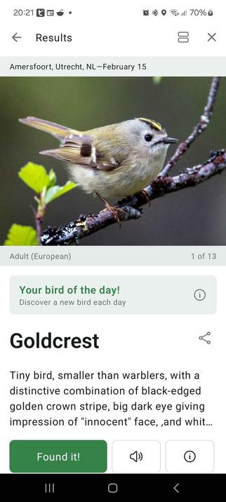 Screenshot of the Merlin Bird Identification app showing a Goldcrest as "Your bird of the day" after identifying it.