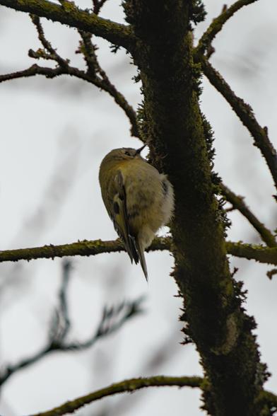 Goldcrest (Regulus regulus) 