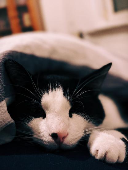 Mein schwarz-weißer Kater Berti liegt gemütlich unter einer Decke und schaut mit halb geöffneten Augen in die Kamera. Seine rosa Nase und weiße Pfote sind gut sichtbar, während sein Kopf teils im Schatten liegt. Die weiche Beleuchtung verleiht dem Bild eine warme, behagliche Atmosphäre.