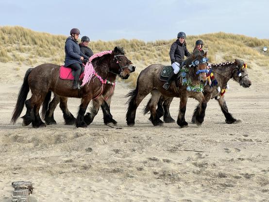 Draft horses walking on the beach with sand dunes in the background.