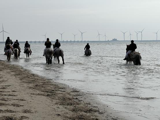 Draft horses walking in the sea with modern wind turbines in the background, and the Oosterscheldekering dam.