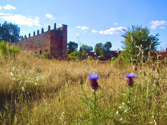 A photograph of the São Domingo’s mine site, established by the Romans, and eventually abandoned by a British-owned mine company. The site is massively polluted by acid mine drainage, with tailings ponds that are so acidic almost nothing can live in them. In the foreground, two thistles can be seen amongst the grasses. An old mine building with crenellations can be seen in the background.