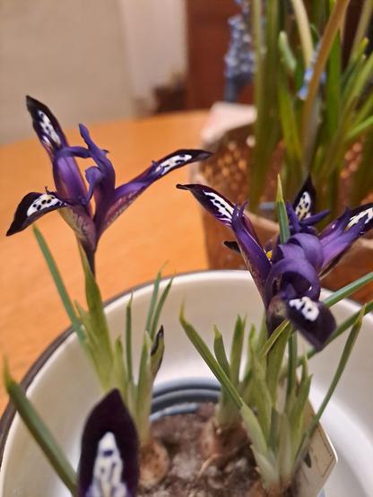Fleurs en pot sur une table de salle à manger