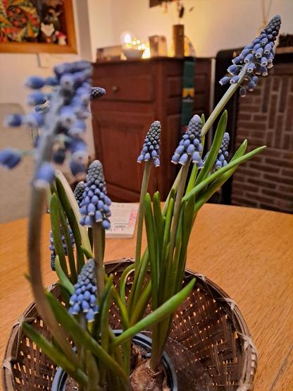 Plusieurs bulbes de Muscari en fleur dans un pot sur une table d'intérieur