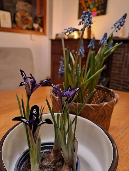 Lys et muscaris dans des pots sur une table d'intérieur
