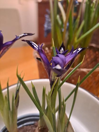 Details du lys miniature dans un pot blanc