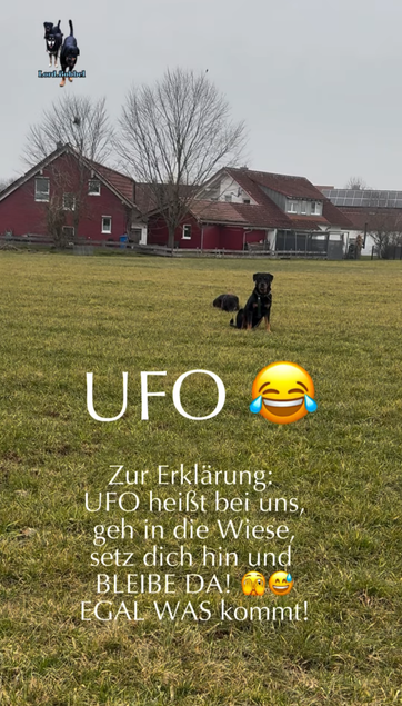 UFO 😅😅 und wie heißt das bei euch so? 😂😅

Verlegen gelacht habe ich schon immer bei solchen Komplimenten, weil ich mir jedesmal nur dabei denke „blamiert mich jetzt ja nicht!“ 😂😂😂🫣😅🥰🫶🏼♥️🐾

#mehrhundehaltung #training #dogtraining #ball #balljunkie #rottweiler #rottweilerlove #fyp #dogsofinstagram #petlovers #petfluencer #petstagram #rottweilerfans #rottiesofinstagram