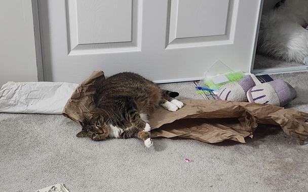 Picture of a tabby cat with white paws laying on a large piece of crumpled brown paper