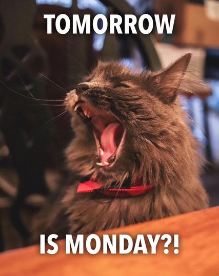 Cat caught mid-yawn. The words say " Tomorrow is Monday?"