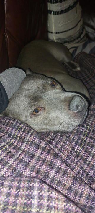 A blue staffy dog lying on a brown blanket on a couch.