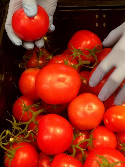 In einer Kiste liegen gerettete, saftige Tomaten. Die Hände von Anika Liekefett, mit blauen Latexhandschuhen gekleidet, greift in die Kiste und entnimmt eine für die Verteilung heraus.

In der Caféteria im Haus der Familie, Bei der Schilleroper 15, 22767 Hamburg finden regelmäßige eine Verteilungen, von geretteten Lebensmitteln an Gemeinschaftsküchen und Bedürftige statt.

Es können alle Besucher an einem Tisch sitzen und etwas Frühstücken. Beim gemeinsamen Zusammensein und Unterhalten über dies und das, verteilen wir untereinander freundschaftlich und gerecht alle gespendeten und geretteten Lebensmittel.

Wir beginnen mit den Gemeinschaftsküchen. Die bekommen stets zuerst. Hier wird das Obst und Gemüse an viele Menschen weiter gereicht. 

Danach schauen wir gemeinsam wie viele Besucher wir sind und wie viele Waren in unseren Kisten sind, um eine faire und gerechte Aufteilung zu ermitteln. 

Alle sind herzlich eingeladen, uns zu besuchen. Die verteilten Lebensmittel sind für alle gedacht, denen es finanziell besser gehen könnte. Rentner*innen, Bürgergeldempfänger*innen, Geflüchteten oder Geringverdiener*innen, die jeden Cent zweimal umdrehen müssen, wollen wir Unterstützung geben.
