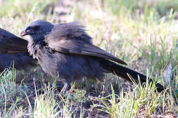 Medium grey and brown bird, fluffed up against a gold breeze, in profile on the ground with head to left of shot. In its beak is a milipede rolled into a coiled shape. Background is mostly grass with a similar bird partially hidden, and truncated by the left of frame