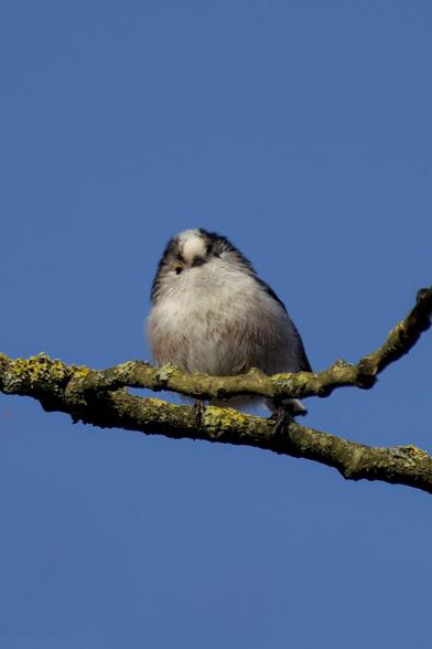 Long tailed tit (Aegithalos caudatus) sitting on a branch, facing directly at the camera. It has a puffy grey body, white chest with black beak, crown, wings and tail feathers. It also has a small yellow patch above each eye.