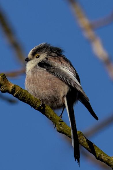 Long tailed tit (Aegithalos caudatus) sitting on a branch, facing left. It has a slightly reddish-grey body, white chest with black beak, crown, wings and tail feathers. It also has a small yellow patch above each eye.