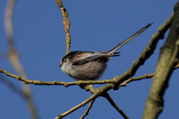 Long tailed tit (Aegithalos caudatus) sitting on a branch, facing left with its long tail pointing upwards to the right. It has a slightly reddish-grey body, white chest with black beak, crown, wings and tail feathers. It also has a small yellow patch above each eye.