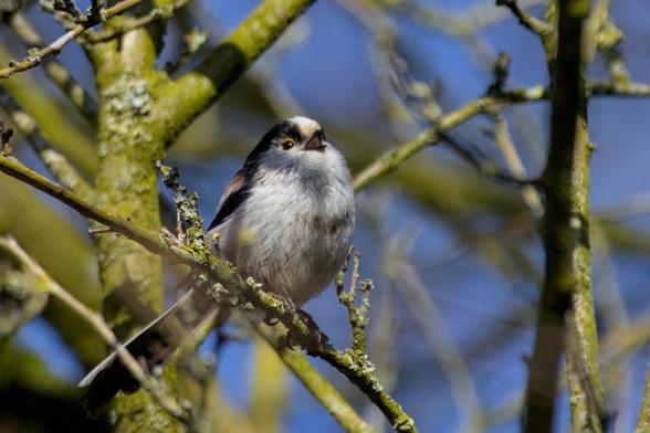 Long tailed tit (Aegithalos caudatus) sitting on a branch, between more branches. Its beak is open as its chirping. It has a grey body, white chest with black beak, crown, wings and tail feathers. It also has a small yellow patch above each eye.