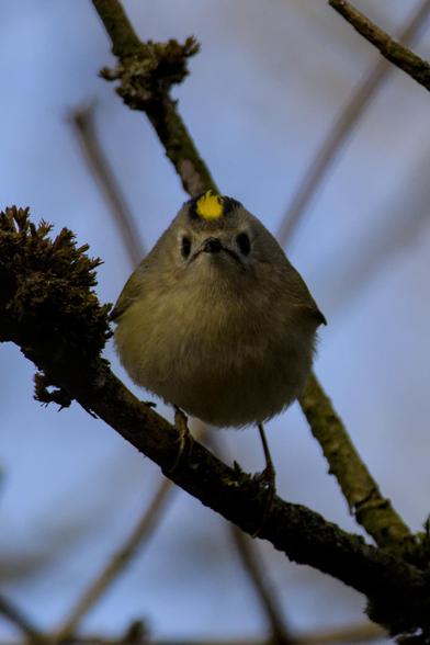 A Goldcrest (Regulus regulus) staring straight into the camera looking as if it's making an angry face, it has a small sharp beak, a bright yellow stripe between two black stripes on its head, its head is grey and its round belly is light grey with a yellow tint to it. 