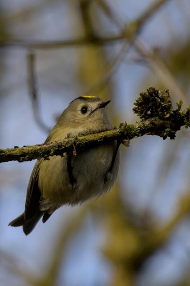 A Goldcrest (Regulus regulus) hanging from a branch by its legs as if holding up its head above the water. It has a small sharp beak, a bright yellow stripe between two black stripes on its head, its head is grey and its round belly is light grey with a yellow tint to it. 