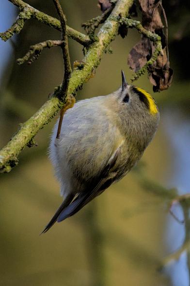 A Goldcrest (Regulus regulus) hanging upside down from a branch, it has a small sharp beak, a bright yellow stripe between two black stripes on its head, its head is grey and its round belly is light grey with a yellow tint to it. 