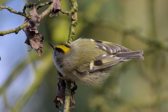A Goldcrest (Regulus regulus) hanging sideways on a branch and seen from the top, it has a small sharp beak, a bright yellow stripe between two black stripes on its head, its head is grey and its round belly is light grey with a yellow tint to it. From this top view, the details in the wings are more visible with white tipped feathers, a slight yellow-green tint and a small black patch.