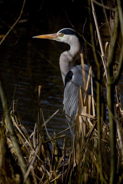 Grey Heron (Ardea cinerea) between the reeds, looking over the water in the morning sun. 
