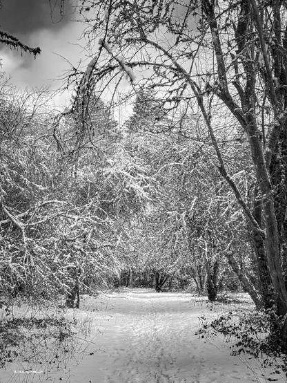 Monochrome: A snow-covered path winds through a tranquil forest with bare, frosted trees under a cloudy sky.