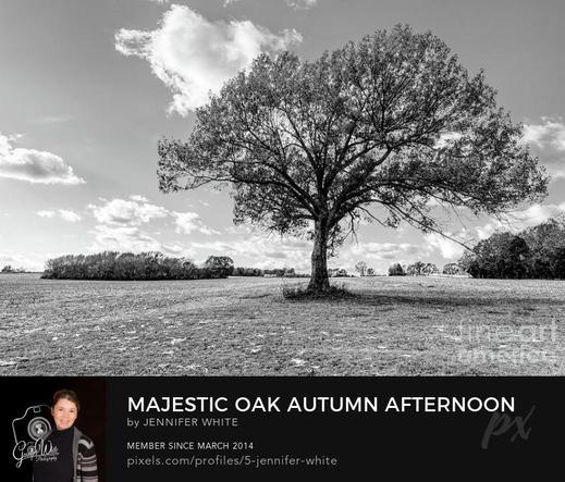A black and white photo of a majestic large oak tree on a beautiful fall season afternoon in Ozark, Missouri.
https://5-jennifer-white.pixels.com/featured/majestic-oak-autumn-afternoon-grayscale-jennifer-white.html
#buyintoart #photography #treeart #treephotography 