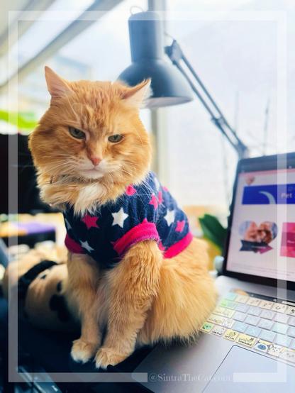 A ginger cat named Sintra the Cat is counting down to his lunch break 