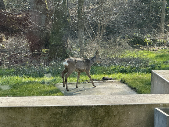 Small fawn 