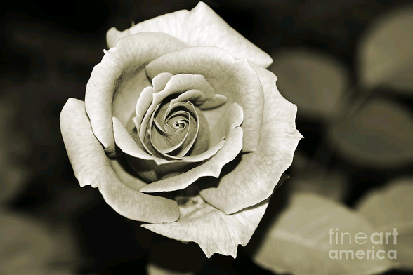 A stunning rose in my garden with lovely light, captured in color and transformed to monochrome or sepia. This gives an antique, aged or nostalgic feeling to this gorgeous rose.  By Kaye Menner Photography