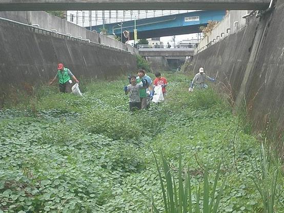 Ils sont plusieurs bénévoles à être descendus dans les eaux canalisées de la rivière Yata, creusée dans la ville, bordée de pentes rudes, comme une encoche faite au burin, droite, nette et profonde. Ils sont en bottes, l’eau ne monte qu’aux mollets. Toute une végétation d’eau recouvre en partie le fond du canal. Ils avancent tranquillement, ramassent les déchets et les jettent dans de grands sacs plastique blancs. Dans les nénuphars et les ajoncs serrés, ils trouvent bouteilles et emballages, gobelets, vieilles chaussures, ballons. Audessus d’eux, les passerelles avec les vélos, les petites automobiles. Mais le bruit des rues reste lointain, et eux continuent à redescendre la rivière Yata.