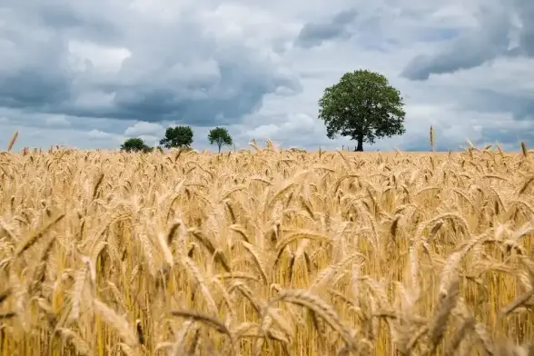 Image: Wheat field with trees in the background. Credit: Kai Pilger / Pixabay 