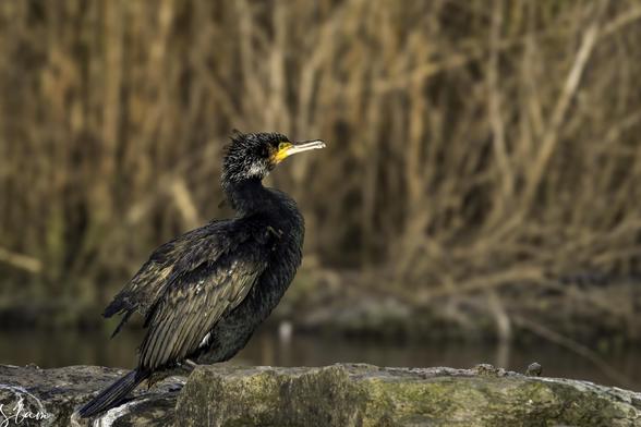 Grand Cormoran, lac de Louvain-la-Neuve