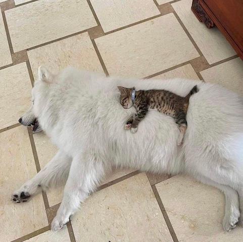 ALT

Gato pequeño durmiendo sobre un perro grande.