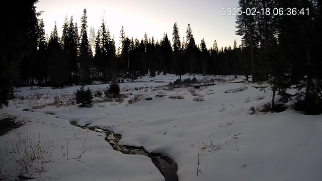 A cold snowy meadow at dawn