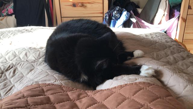 a fluffy tuxedo cat is sprawled out asleep on her human's shins , on a beige bedspread

you can see the cat's front white mittens stretched out luxuriously