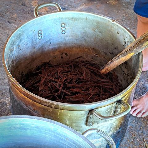 A metal pot containing the left-overs of boiled ayahuasca leaves.