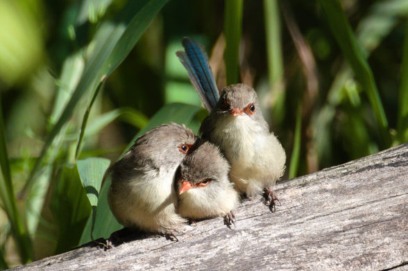 Three small brown birds perched close together on a fallen tree trunk. The one on the left is preening the middle bird. The one on the right is holding its blue tail high. Background is broad bright green leaves