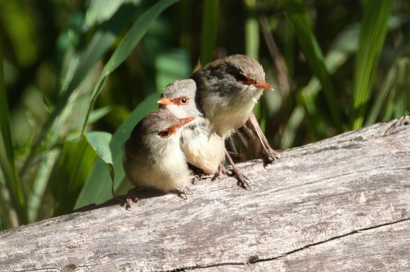 Three small brown birds perched close together on a fallen tree trunk. Background is broad bright green leaves
