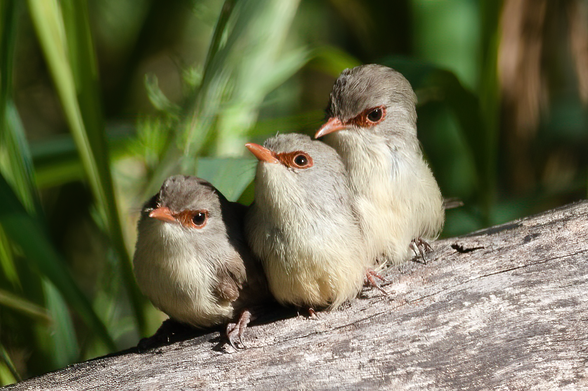 Three small brown birds perched close together on a fallen tree trunk. Background is broad bright green leaves