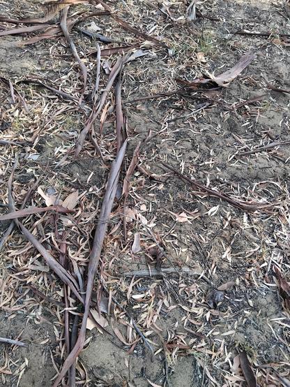 Narrow strips of thin brown bark lie on a ground with many brown leaves, very little grass and patches of bare sand.