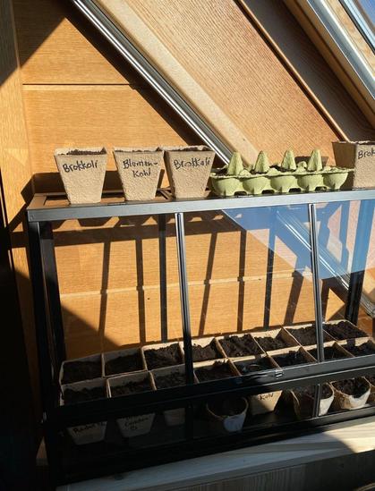 A small indoor greenhouse with biodegradable pots filled with soil, placed on a wooden surface near a sunlit window. Some pots are labeled in German, including 'Brokkoli' (broccoli) and 'Blumenkohl' (cauliflower). A green egg carton repurposed for seedlings sits on the top shelf.